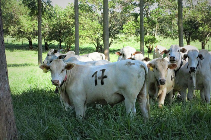 Árvores no pasto melhoram ganho de peso, conforto térmico e reprodução dos animais