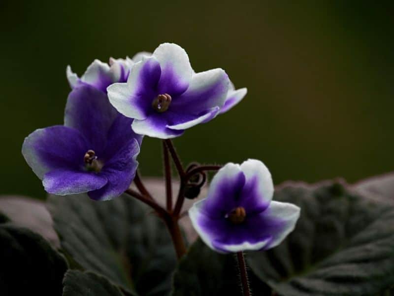 African violets have an ill deserved reputation as being difficult plants to grow. Violets Types How To Grow And Care For Beginners Florgeous