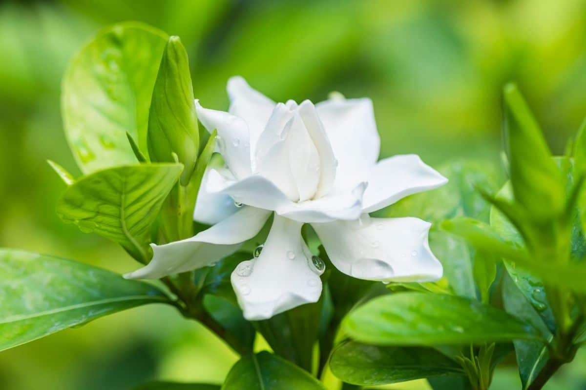 Gardenia leaves turn yellow: causes and how to fix them