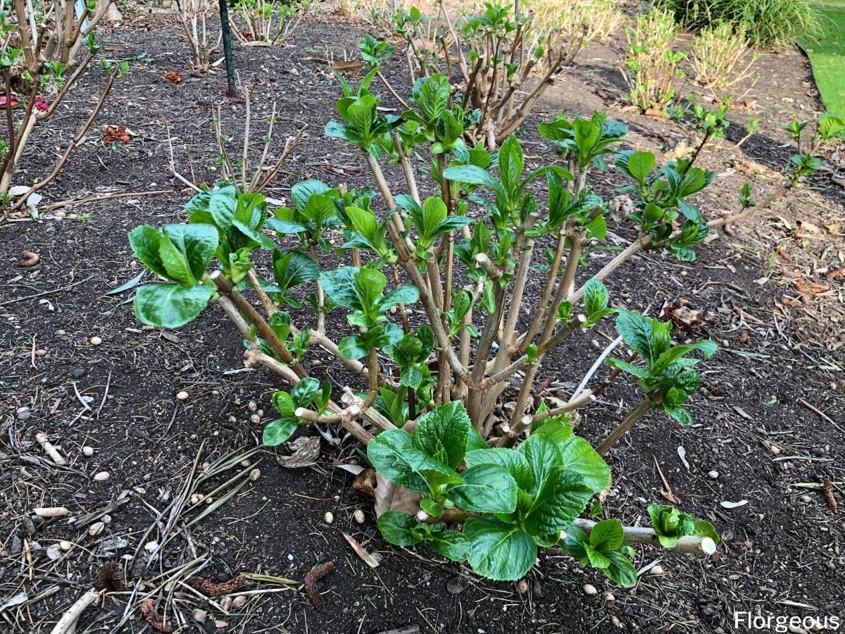 Transplanting hydrangeas: when, where and how to successfully