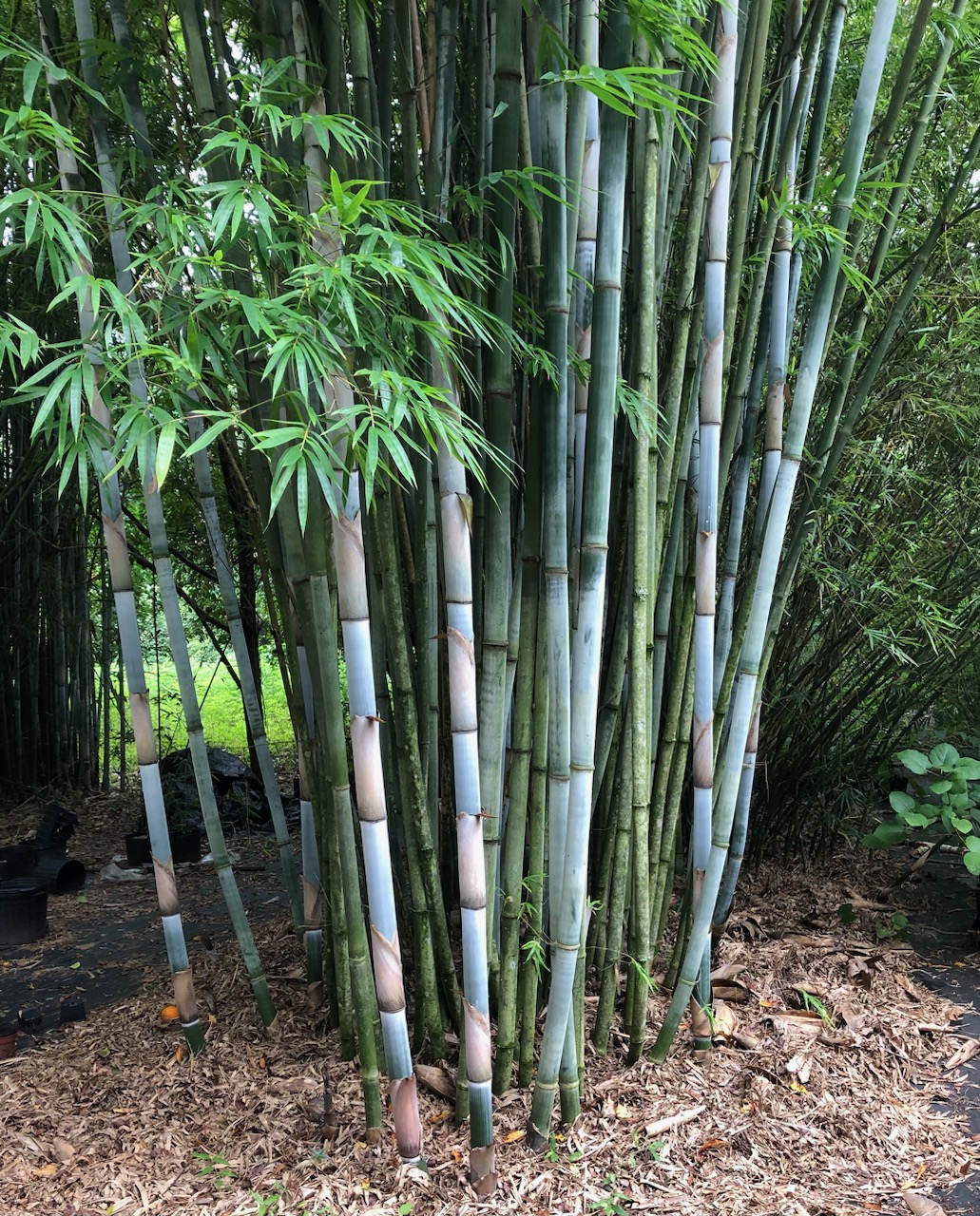 Bamboo Plants – Florida Bamboo & Fruit Trees