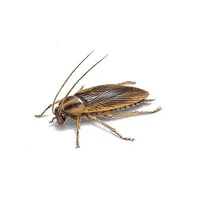 Cockroach