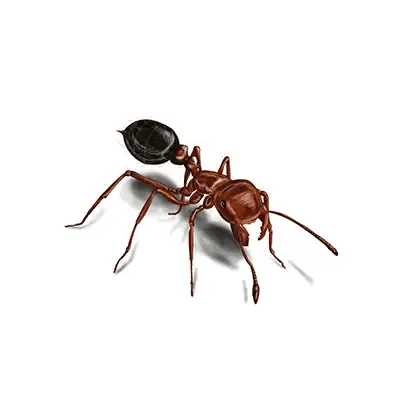 Ant