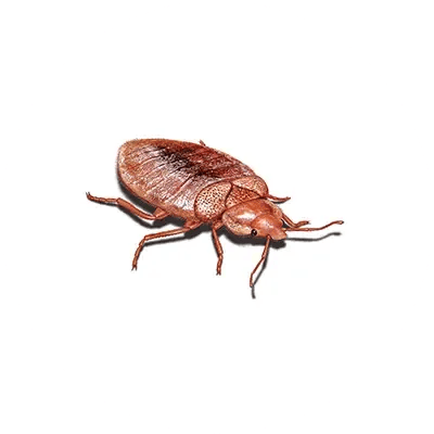 Bed bug