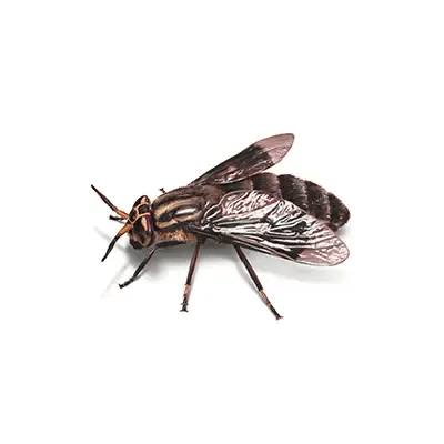 Fly