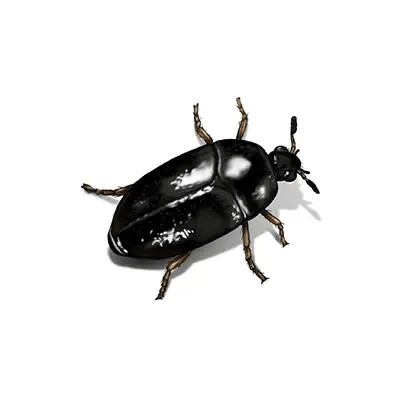 Black beetle
