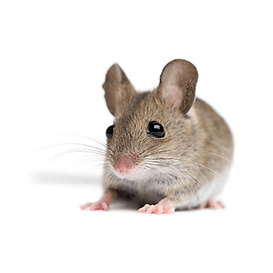 mice