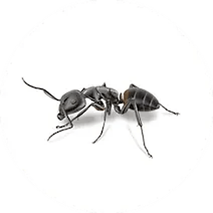 Ant illustration
