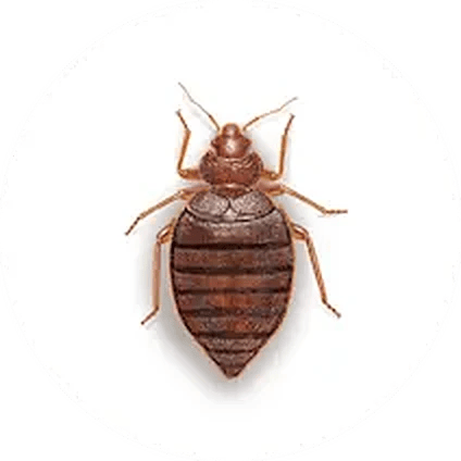 Bed bug illustration
