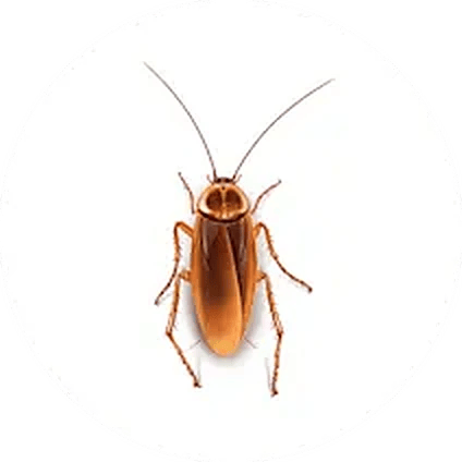 Cockroach illustration