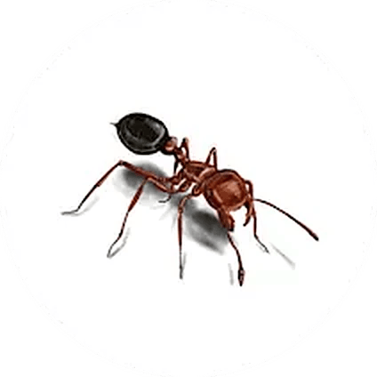 Fire ant illustration