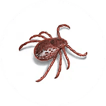 Tick illustration