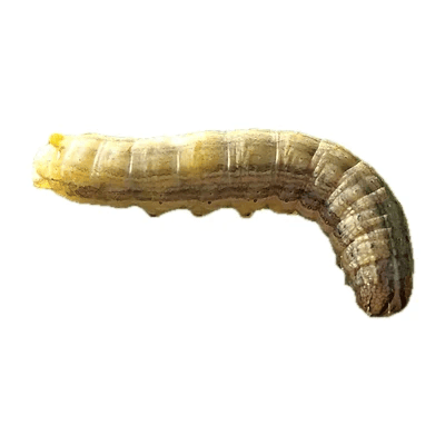 Fall Armyworm Caterpillar