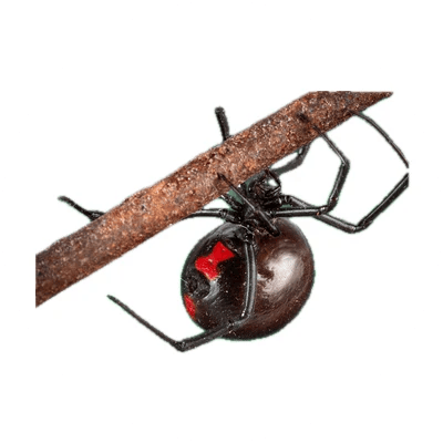 Southern Black Widow