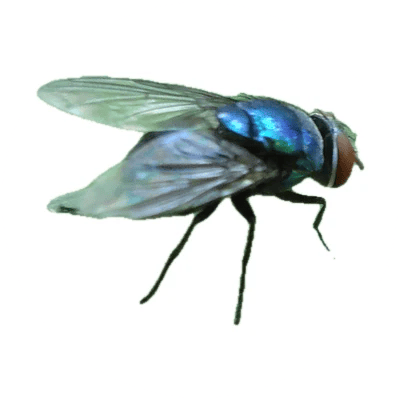 Blow Fly