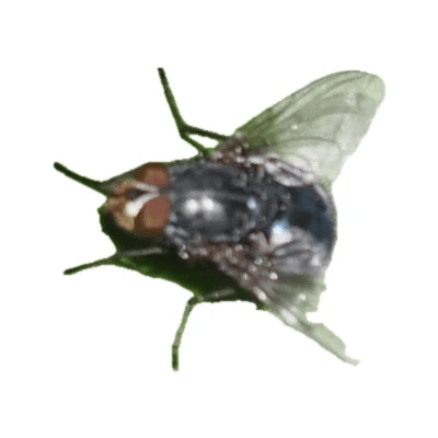 Blue Bottle Fly