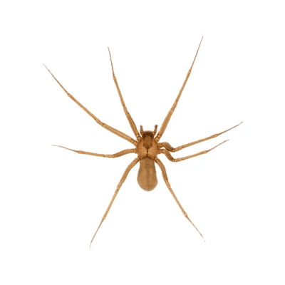 Brown Recluse