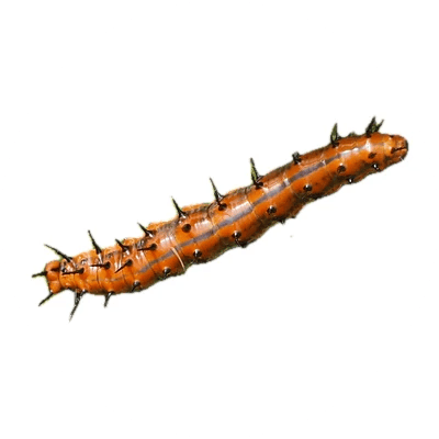 Gulf Fritillary Caterpillar