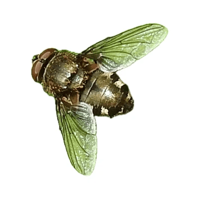 Cluster Fly