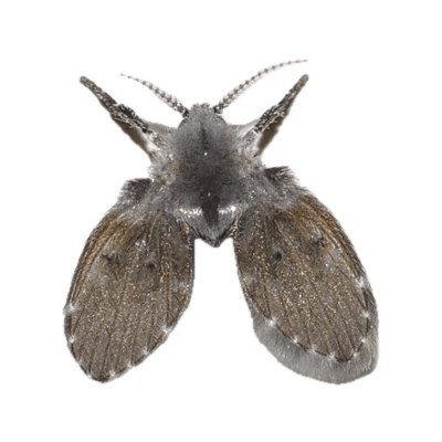 Drain Fly