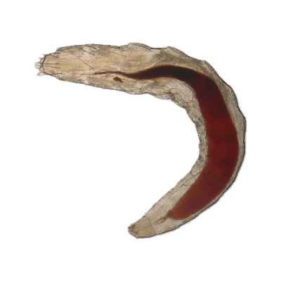 Flea Larva