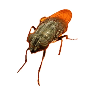 Common Fly