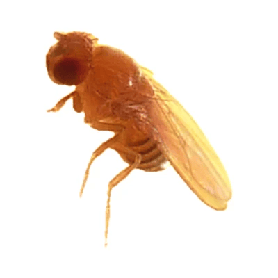 Fruit Fly
