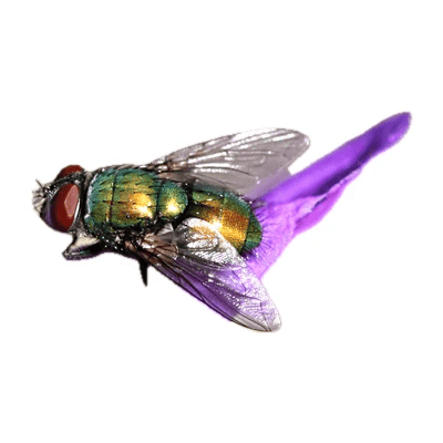 Green Bottle Fly