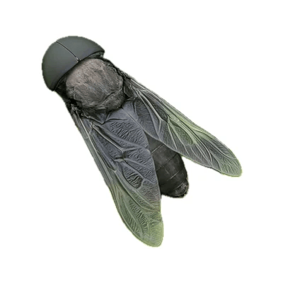Horse Fly