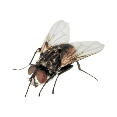 House Fly