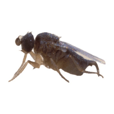 Humpback Fly