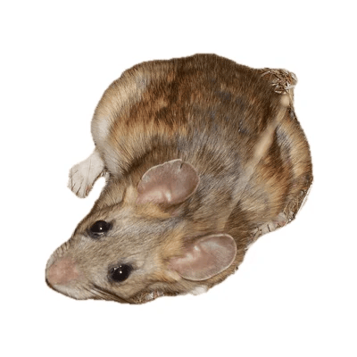 Pack Rat