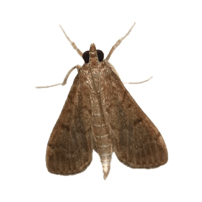 Tropical Sod Webworm Moth