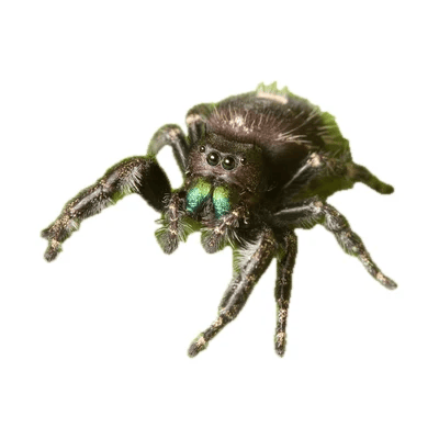 Jumping Spider