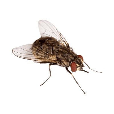 Stable Fly