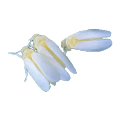 Whiteflies