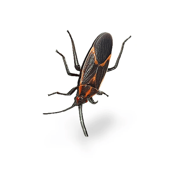 Boxelder Bug
