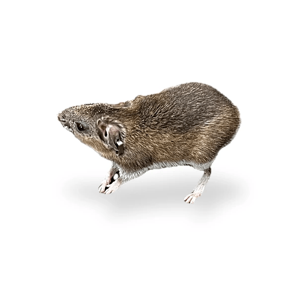 Deer Mouse (Cotton Mouse)