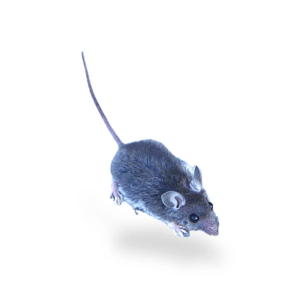 House Mouse