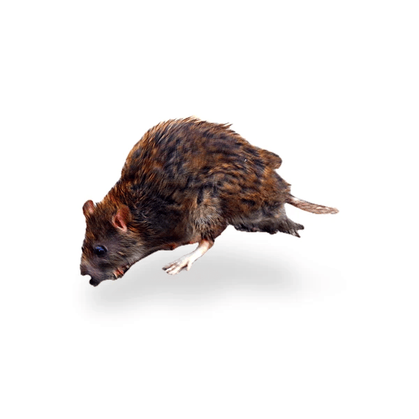 Norway Rat