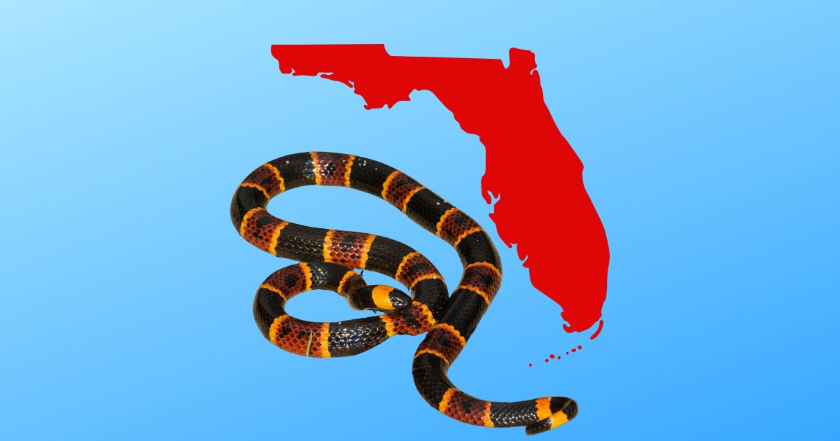 What Are The Most Dangerous Snakes In Florida Daily IMG 3148.