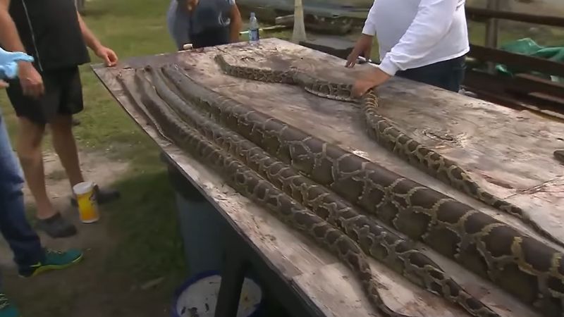 Florida Python Challenge Is The Florida Python Challenge Unethical - Artistic Space Art - 8K