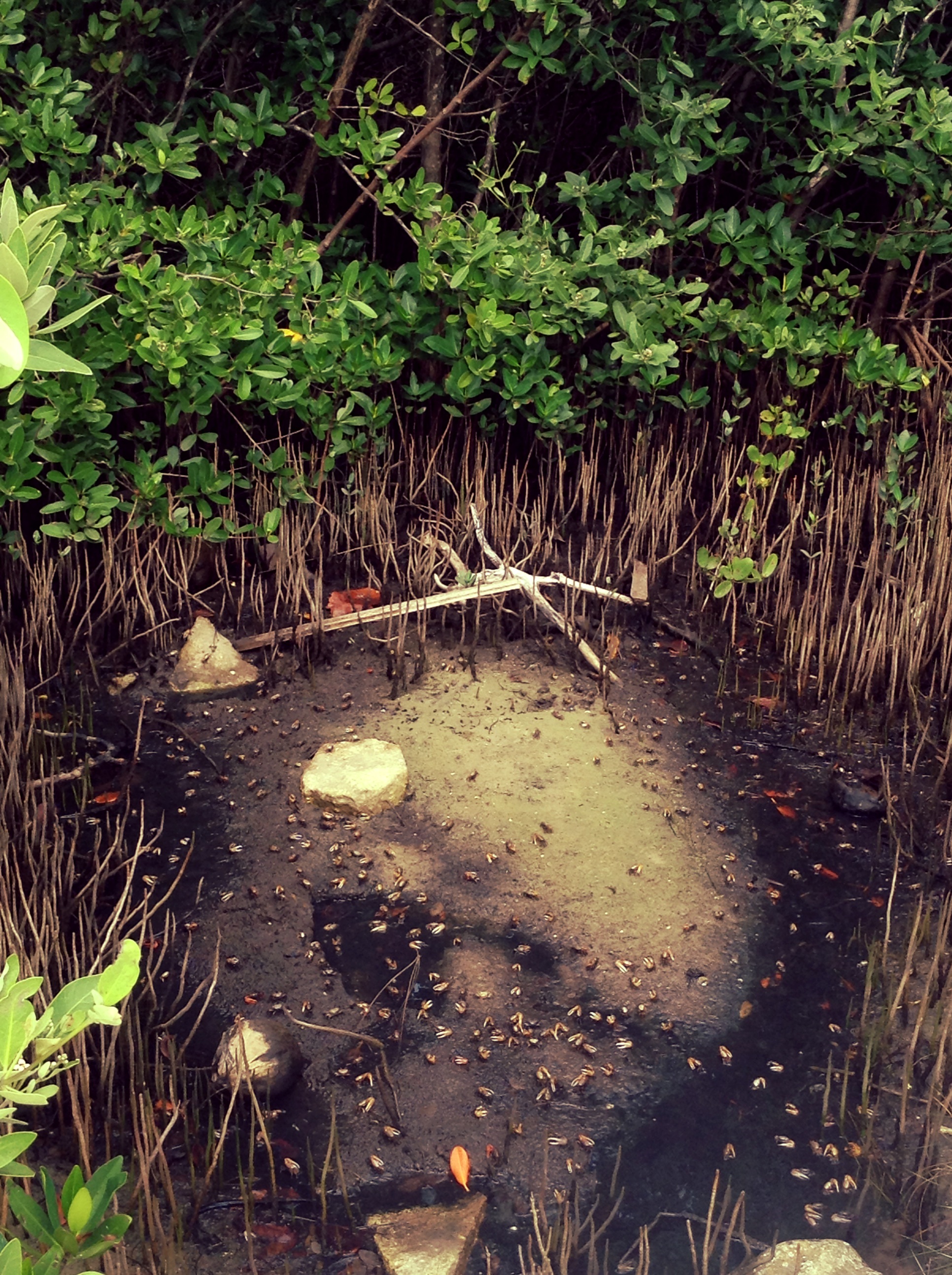 Jupiter Island