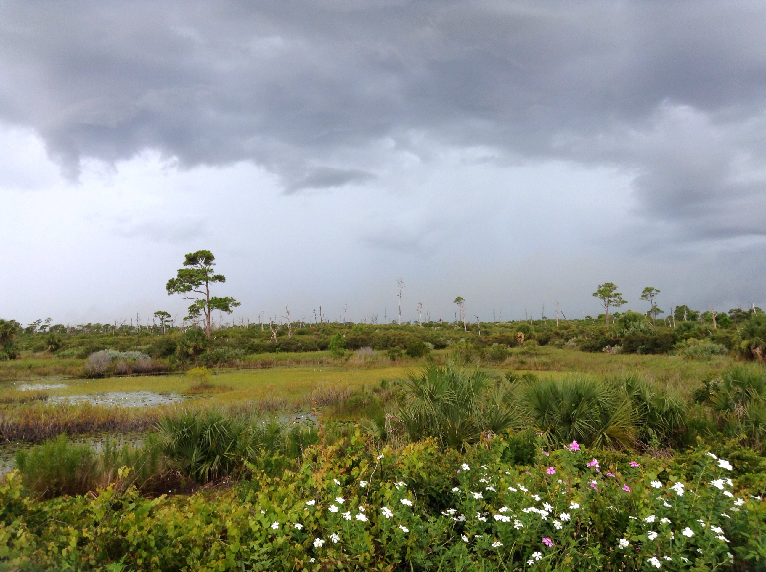 Summer Storm