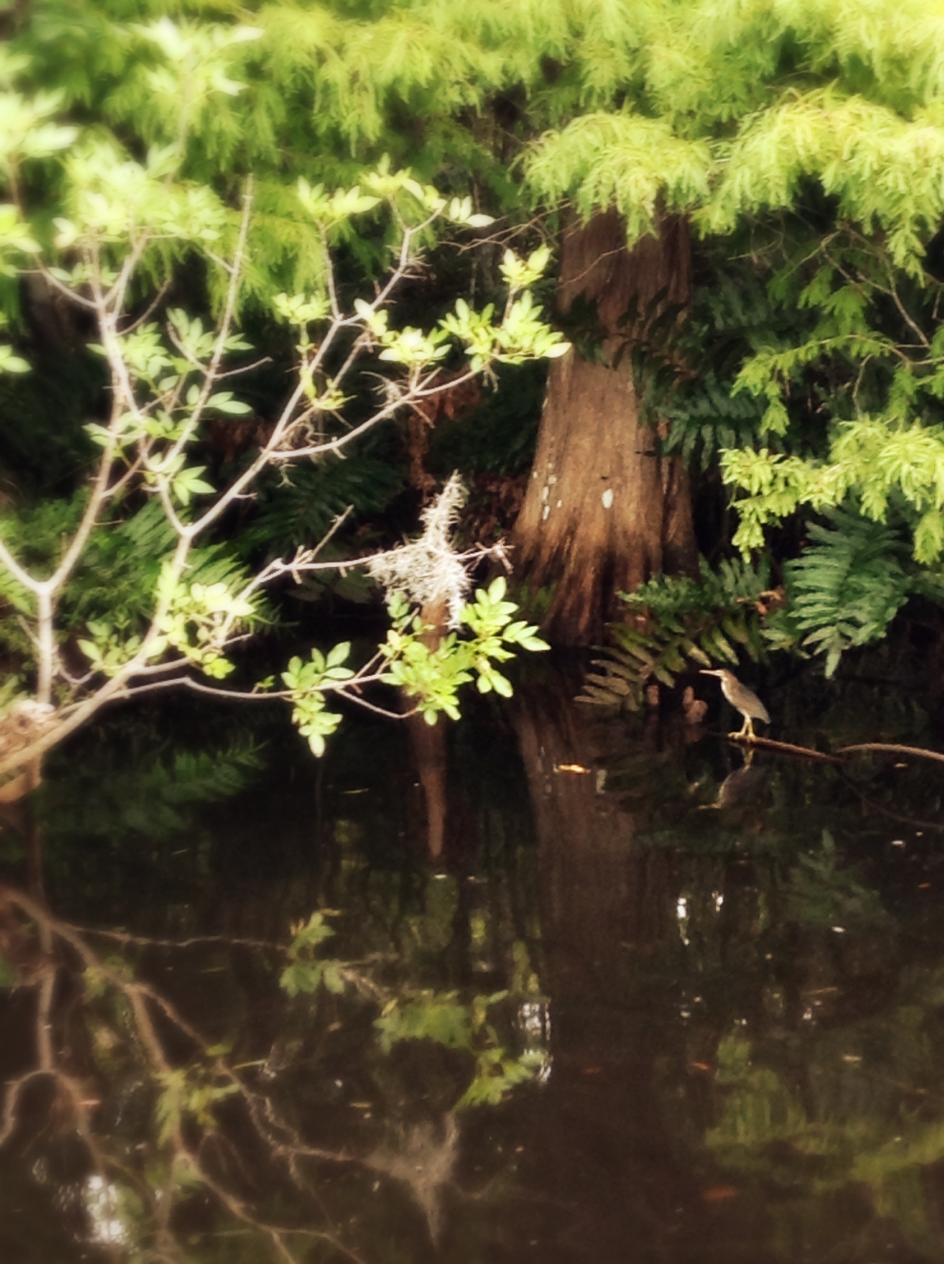 Wildlife