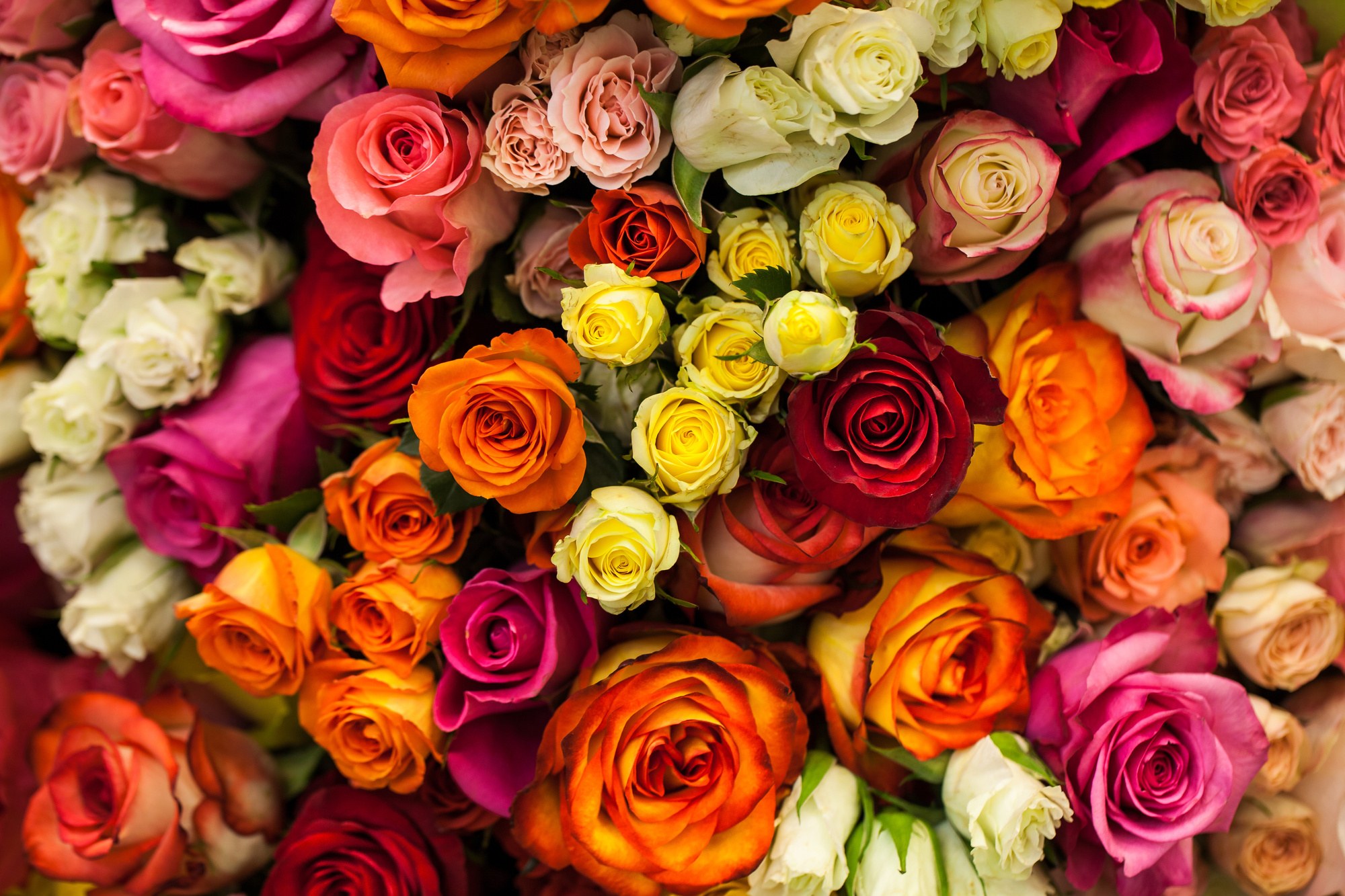 In fact, flames can span the entire color spectrum. Rose Color Meanings From Red To White And Everything In Between