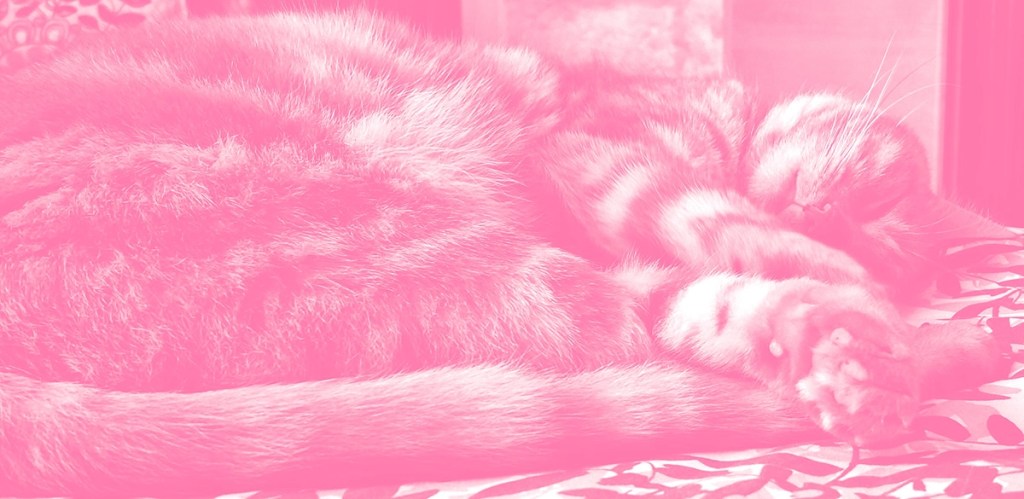 Duotone pink photograph of a cat sleeping, focused on the paws and tails with the cat's head in the background.