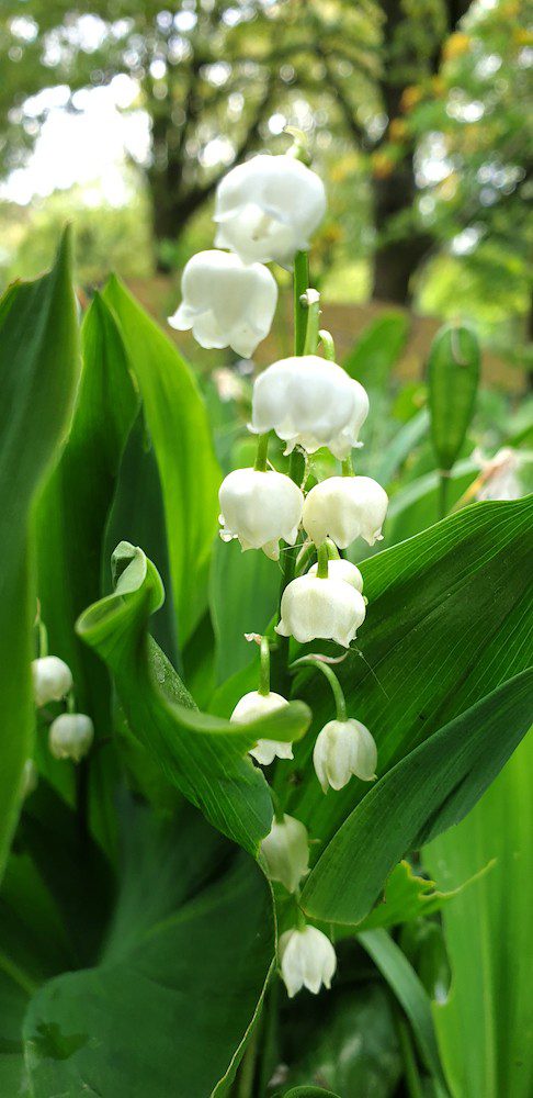 Hgtv.com showcases the best flowers for fragrance, including oriental lily, sweet pea, rose, hyacinth, lilac, peony, lotus and gardenia. With The Crown S New Season Check Out Royal Family S Favorite Flowers In Show