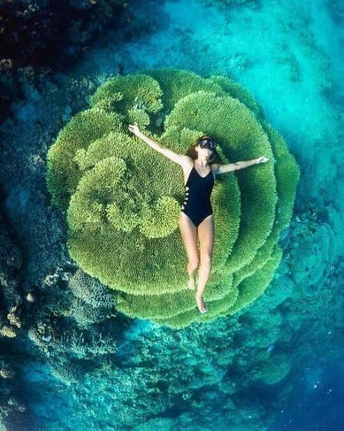 Bunaken National Park, Minahasa Land Vacation, sea world, Enchanting Likupang, North Sulawesi Coral-Ventures, Flanation Tours
