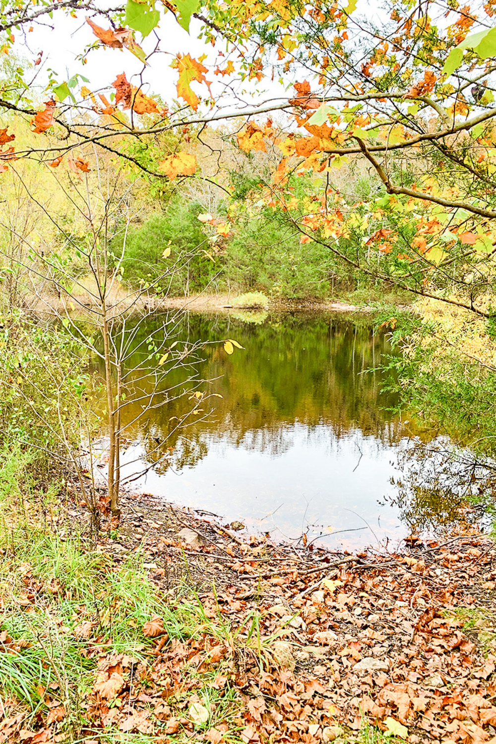 pond on farm